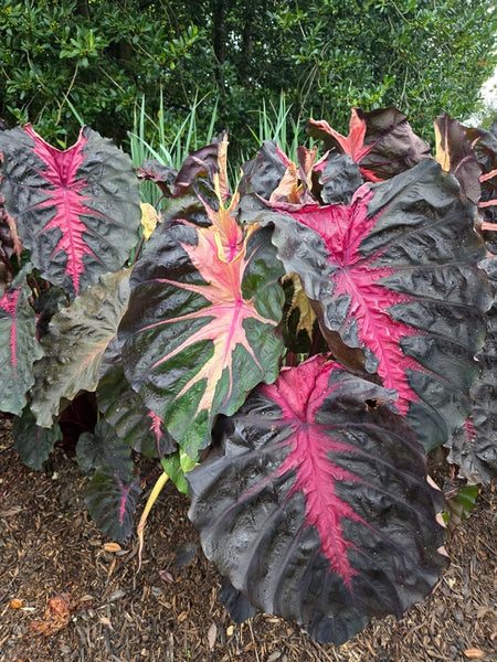 Redemption Colocasia Esculenta Elephant Ear Starter Plant, 4-8 Inch, Tropical Foliage, Rooted Perennial, Zone 8