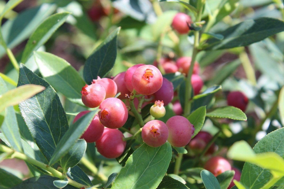 Set of 3 Pink Lemonade Blueberry Plants Vaccinium Rabbiteye Hybrid Edible Fruit Bushes for Gardens & Containers