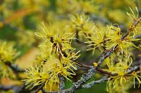 Set of 3 Bare Root Witch Hazel Shrubs Hamamelis virginiana Fall Blooming Native Flowering Shrubs