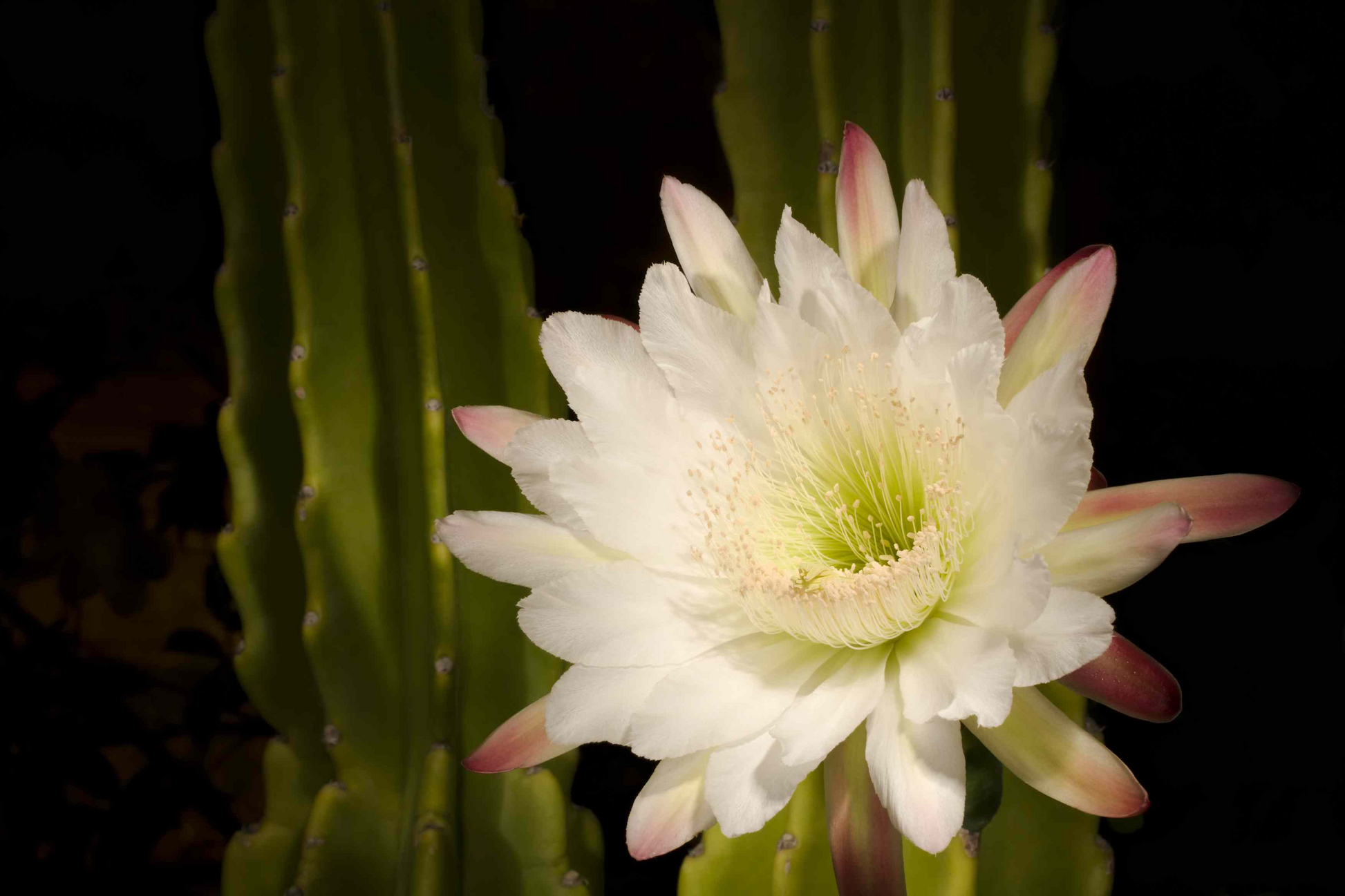 Queen of the Night Cactus Cutting - Epiphyllum oxypetalum, Fragrant Night Bloom, Unrooted 3-Leaf Stem, Tropical Houseplant