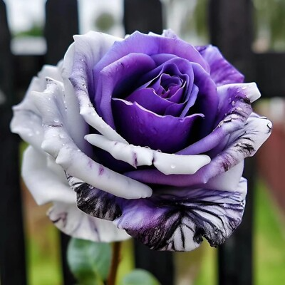 20 Rare Purple & White Twin Striped Rose Seeds - Bicolor Fragrant Perennial Rosa spp. for Garden Beds & Borders