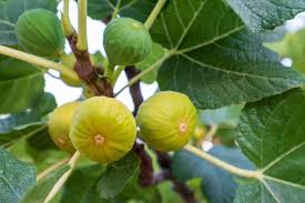 Rooted Yellow Long Neck Fig Plant | Ficus auriculata | Rare Tropical Fruit Tree for Home Garden & Patio