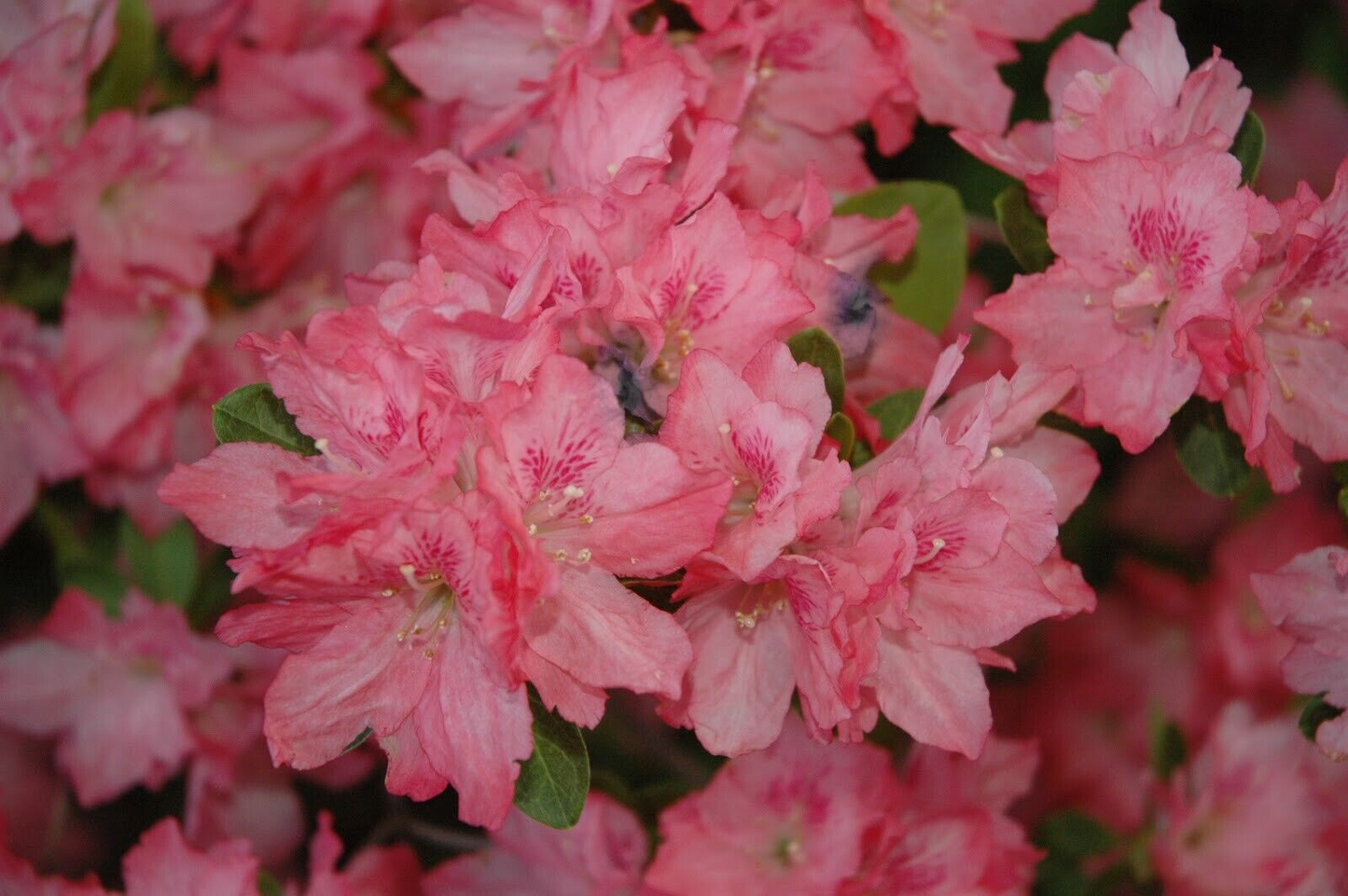Hampton Beauty Azalea Rhododendron Starter Plant - Deciduous Shrub in Nursery Pot, 2-8 Inches Tall, Acid-Loving, Partial Shade