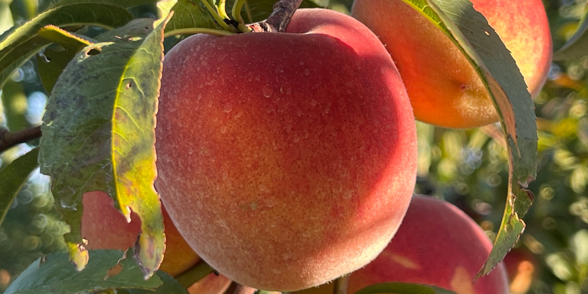 6 Donut Peach Fruit Tree Scion Cuttings 6-10" for Grafting & Rooting Prunus persica var. platycarpa