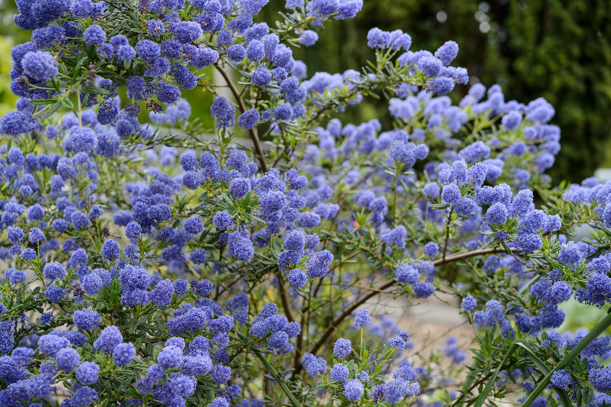 Ceanothus California Lilac Cuttings - 3 Unrooted 6" Stems, Fragrant Blue Blooms, Drought-Tolerant, Nitrogen-Fixing, Zones 8-10