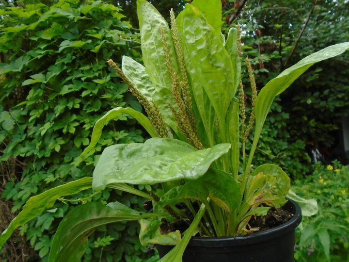 Plantago major Seeds - 100 Wild-Harvested Broadleaf Plantain Herbaceous Perennial Ground Cover Alaska