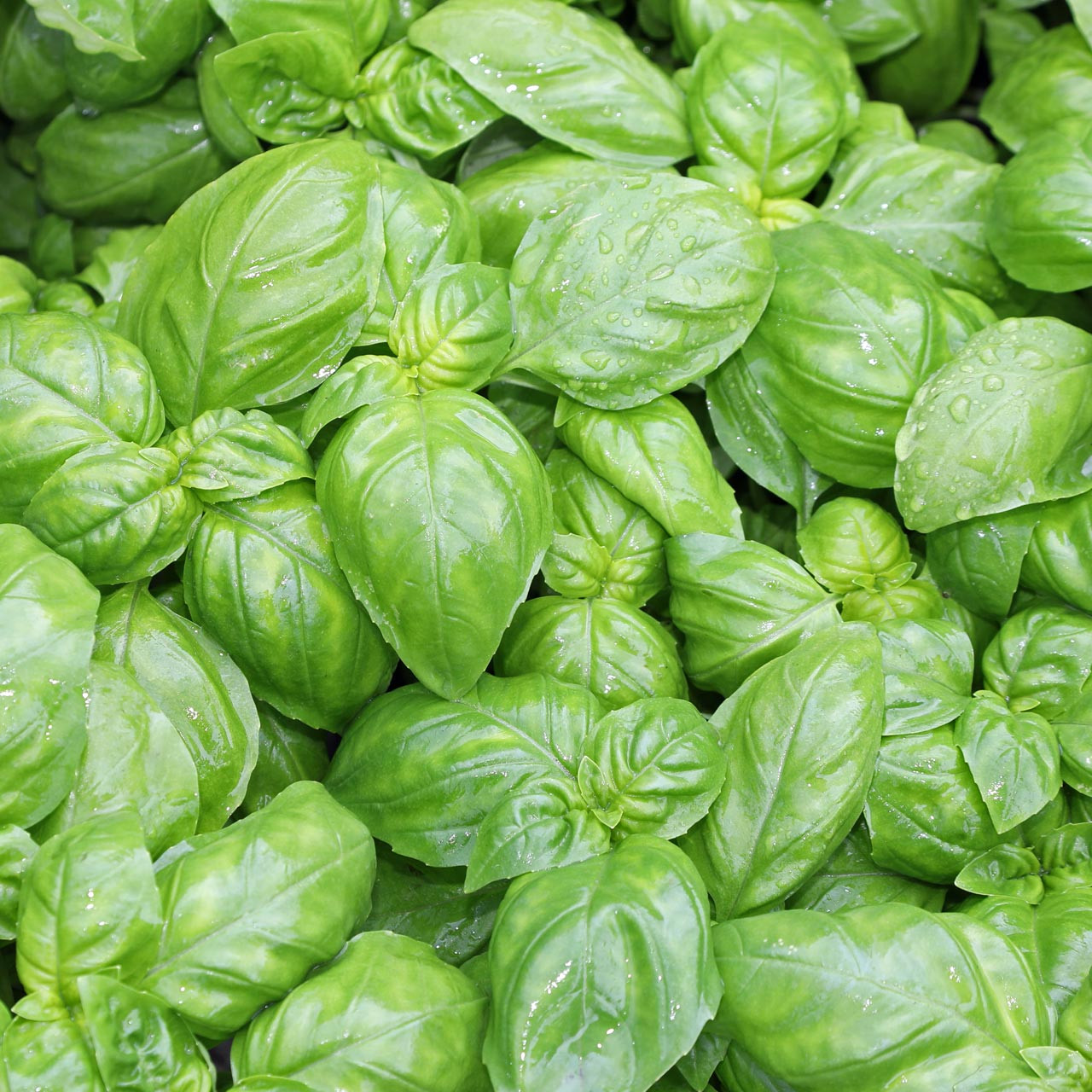 700 Basil Genovese Seeds – Organic Italian Herb for Cooking, Pesto, Mediterranean Dishes – Ocimum basilicum