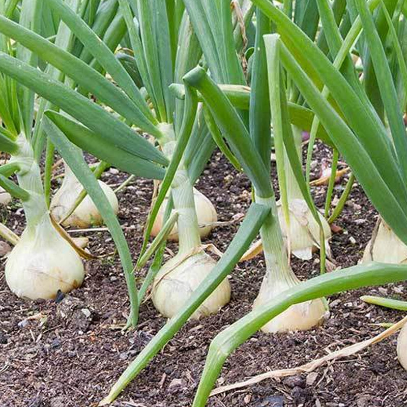 Onion Blanco Duro Seeds 250mg Allium cepa Heirloom White Onion for Planting, Gardening & Cooking
