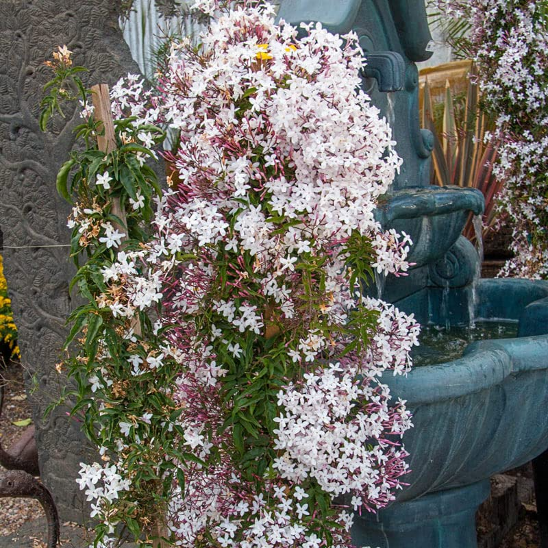 Pink Jasmine Rooted Starter Plant, Jasminum Polyanthum, Fragrant Flowering Vine, Bare Root, Pink Star-Shaped Blooms