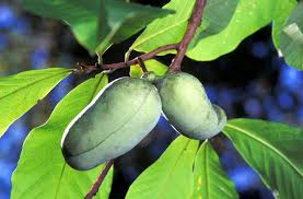Paw Paw Tree Seeds - Asimina triloba Native Fruit Tree for Home Orchards & Wildlife, Cold-Hardy, Edible Tropical Fruit