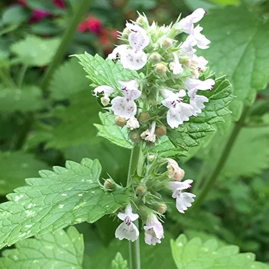 1000 Catnip Seeds Nepeta cataria Perennial Herb Non-GMO for Cats, Tea, Pollinator Gardens