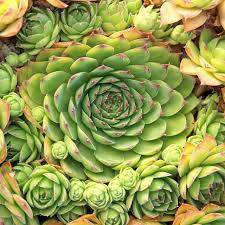 Sempervivum Tectorum Hens and Chicks Succulent Cuttings - 20 Drought-Tolerant Perennials for Rock Gardens & Containers