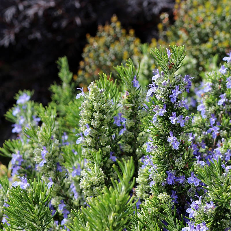 Rosemary Herb Cuttings Rosmarinus officinalis Cold Hardy Drought Tolerant Fragrant Culinary Herb