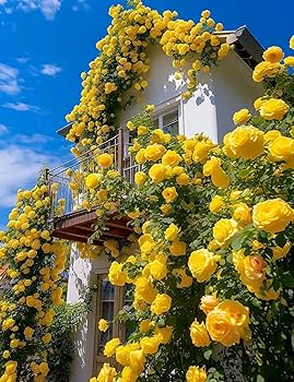 20 Yellow Climbing Rose Seeds - Fragrant Perennial Vine for Trellis, Fence & Arbor - Rosa spp.