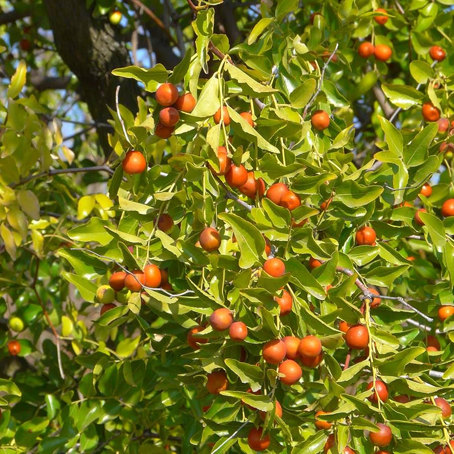 5pcs Jujube Unrooted Cuttings Ziziphus jujuba Edible Fruit Tree for Grafting & Propagation