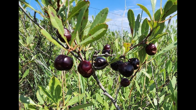 5 Sand Cherry Seeds Prunus pumila Edible Fruit Shrub for Small Gardens, Hardy, Non-GMO, Tasty Berries for Jams & Preserves