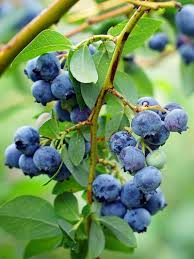 Blueberry Cuttings 5-8" Austin Blueberry (Vaccinium corymbosum) Unrooted Scions for DIY Fruit Garden, Homegrown Berries