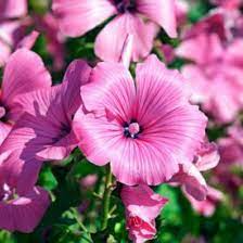 40 Seeds Rose Mallow Dwarf Mix Hibiscus moscheutos - Colorful Perennial Flower, Compact, Pollinator Attracting, Water-Loving