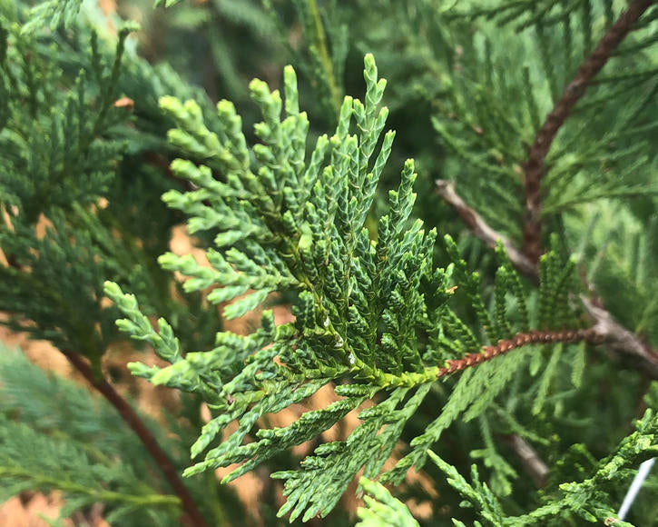 15 Leyland Cypress Unrooted Cuttings 6-7" for Privacy Hedge, Fast-Growing Evergreen, Cupressus × leylandii Propagation