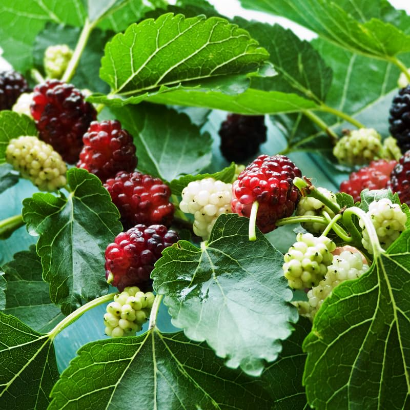 Illinois Everbearing Mulberry Live Plant 3-15" Tall Fruit Tree Morus alba USDA Zones 4-8