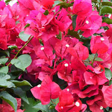 Bougainvillea Fuchsia Cuttings - 8 Pink-Purple Vine Clippings for Fast-Growing, Drought-Tolerant Tropical Plants, Zone 9-11