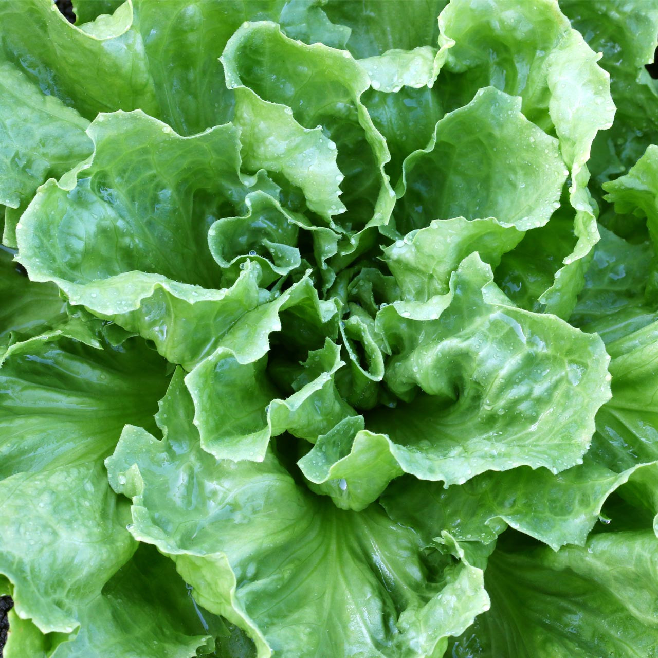 850 Seeds Endive Broadleaf Batavian (Cichorium endivia) - Non-GMO Heirloom Bitter Green for Salad, Garden Planting, Easy to Grow