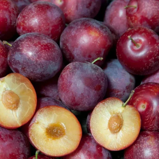 Sweet Pluerry Scions - 3-6" Grafting Cuttings Plum x Cherry Hybrid Fruit Tree Propagation