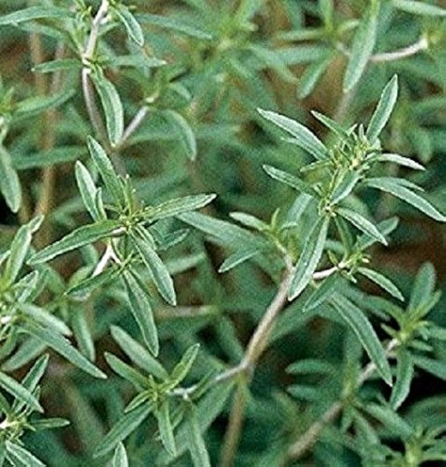 Summer Savory Seeds 500 Pack | Satureja hortensis Herb for Cooking, Garden, Mediterranean Dishes & Herbal Teas