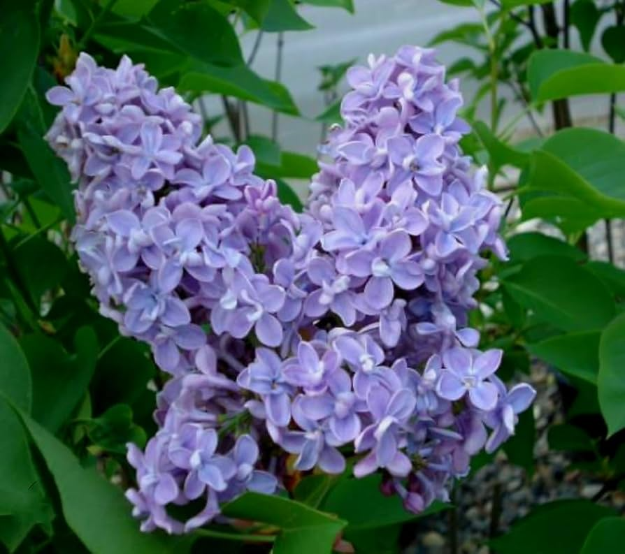 Purple Lilac Seeds | Syringa vulgaris | Fragrant Flowering Shrub for Landscaping & Hedges