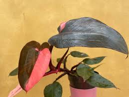 Pink Princess Philodendron Unrooted Cutting - Rare Variegated Houseplant with Pink & Green Foliage, Philodendron erubescens