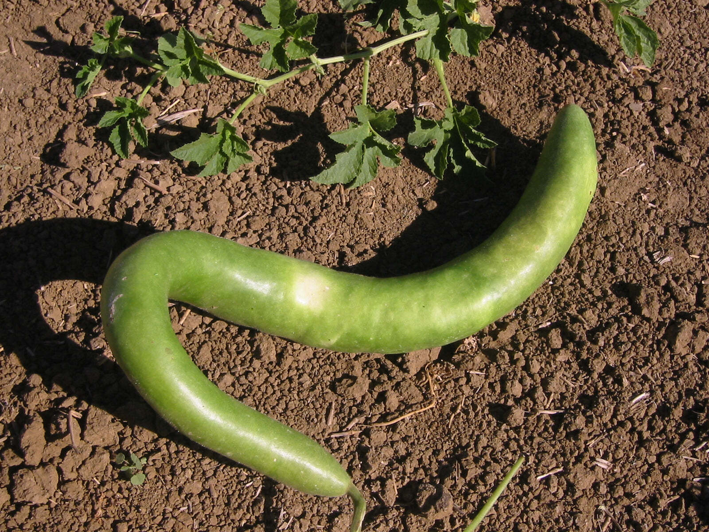 10 Seeds Cucuzzi Italian Edible Gourd, Non-GMO, Organic, Long Tender Cucurbita pepo for Cooking & Gardening