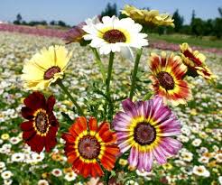 Painted Daisy Dunetti Mix Seeds - Heirloom Perennial, Colorful Blooms, Non-GMO, Pollinator-Friendly, Chrysanthemum coccineum