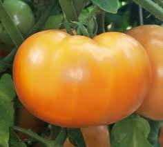 Mountain Gold Tomato Seeds - Heirloom, Non-GMO, Golden-Yellow, Disease Resistant, Indeterminate, 8-12 oz Fruits, Solanum lycopersicum