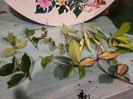 Variegated Hoya Lacunosa Cutting – Unrooted Houseplant Propagation Plant, Unique Foliage, Easy Care, Fast Shipping