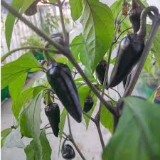 Mulato Isleno Poblano Pepper Seeds, Capsicum Annuum, Mild Chili Pepper, 10 Seeds for Traditional Mexican Dishes