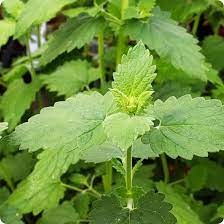 Catnip Seeds, Nepeta cataria, Aromatic Herb for Cats and Gardens, Fast-Growing Perennial, Lavender Flowers