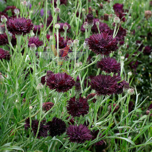 Cornflower Seeds 400 Black Ball Purple Bachelor Button Non-GMO USA Grown for Garden & Cut Flowers