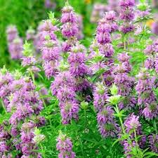 Lemon Mint Seeds, Non-GMO Culinary Herb, Edible Flowers, Pollinator Plant, Monarda citriodora, USA Seller