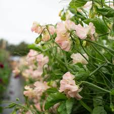 Castlewellan Sweet Pea Seeds – 50+ Magenta Blooms, Climbing Vine for Trellises, Borders & Bouquets, Lathyrus odoratus