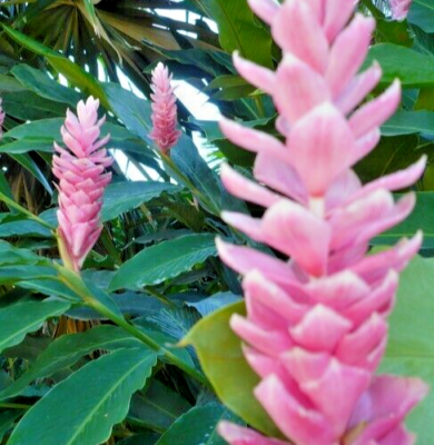 Arabic Ginger Rhizome - Alpinia purpurata Root, Tropical Flower Plant, Red Ginger, Fast-Grow, Zones 7-10, Part Shade, 3-4 oz