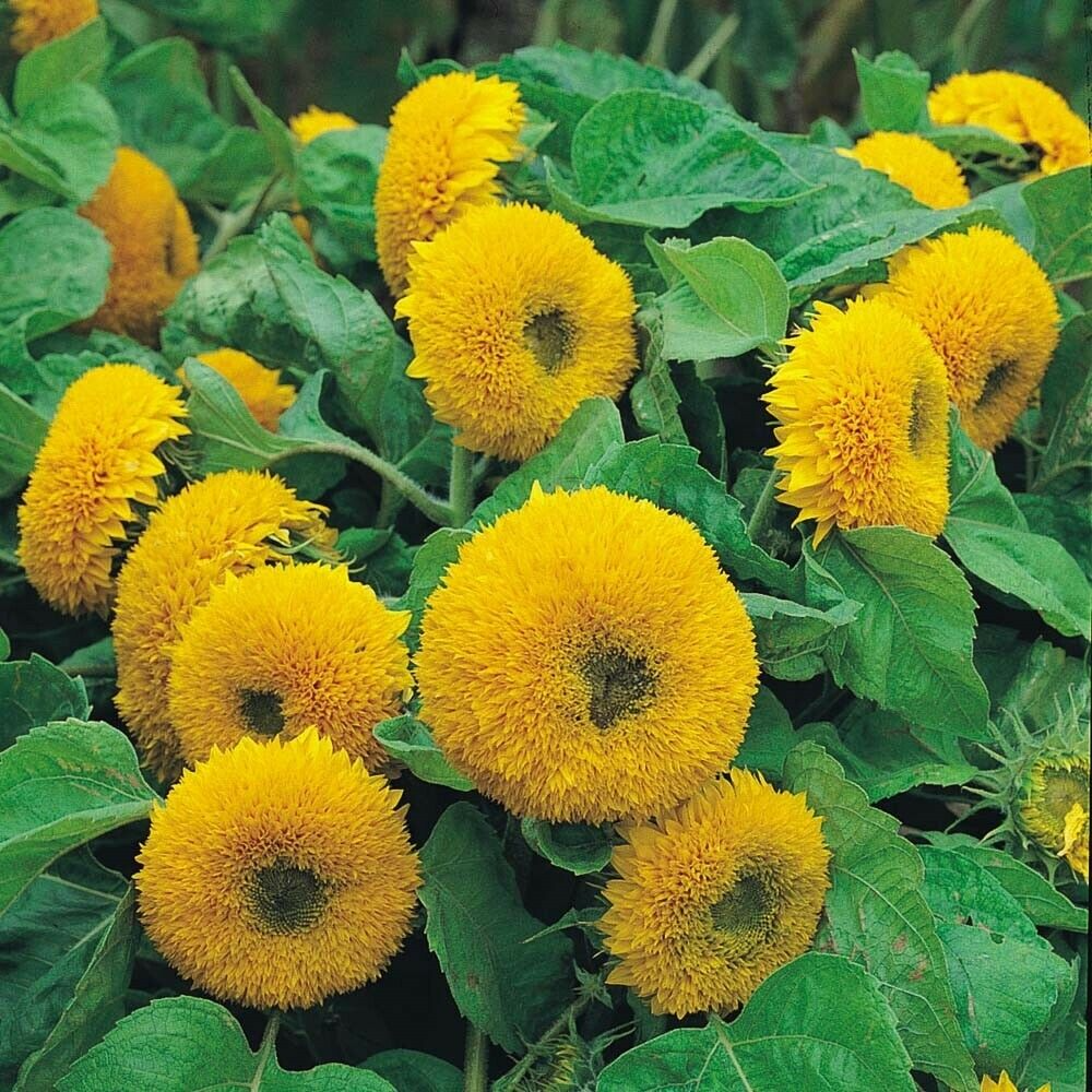 Teddy Bear Dwarf Sungold Sunflower Seeds – Compact Golden Blooms, Pollinator-Friendly, Easy-Grow Annual, Helianthus annuus, 1g