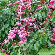 American Plum Tree (Prunus americana) 2ft Tall Live Fruit Tree, Edible, Pollinator-Friendly, Ready to Plant