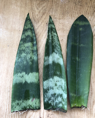 3 Snake Plant Cuttings with Roots - Sansevieria trifasciata - Indoor Air-Purifying, Low Maintenance, Live Plant Ready to Plant