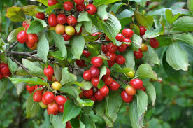 20 Cornelian Cherry Tree Seeds | Cornus mas Edible Fruit-Bearing Shrub for Garden & Orchard, Non-GMO, Hardy Berry Plant