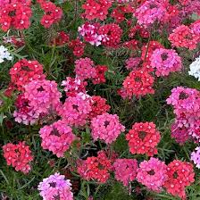 100 Seeds Verbena Moss Sweetheart Kisses Perennial Flowers for Bees & Butterflies, Vibrant Garden Blooms, Verbena hybrida