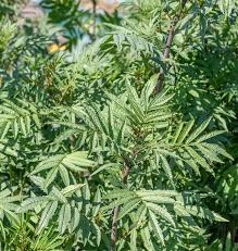Black Mint Seeds – Heirloom Huacatay, Fragrant & Flavorful, High Yield, Hardy Annual for Garden & Container Planting