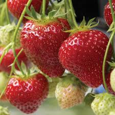 25 Bare Root Albion Strawberry Plants - Day Neutral Fragaria x ananassa for Continuous Harvest