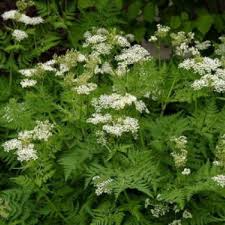 Anise Herb Seeds 250mg for Planting, Sweet Licorice Flavor, Annual Culinary Herb, Pimpinella anisum, Pollinator-Friendly Seeds