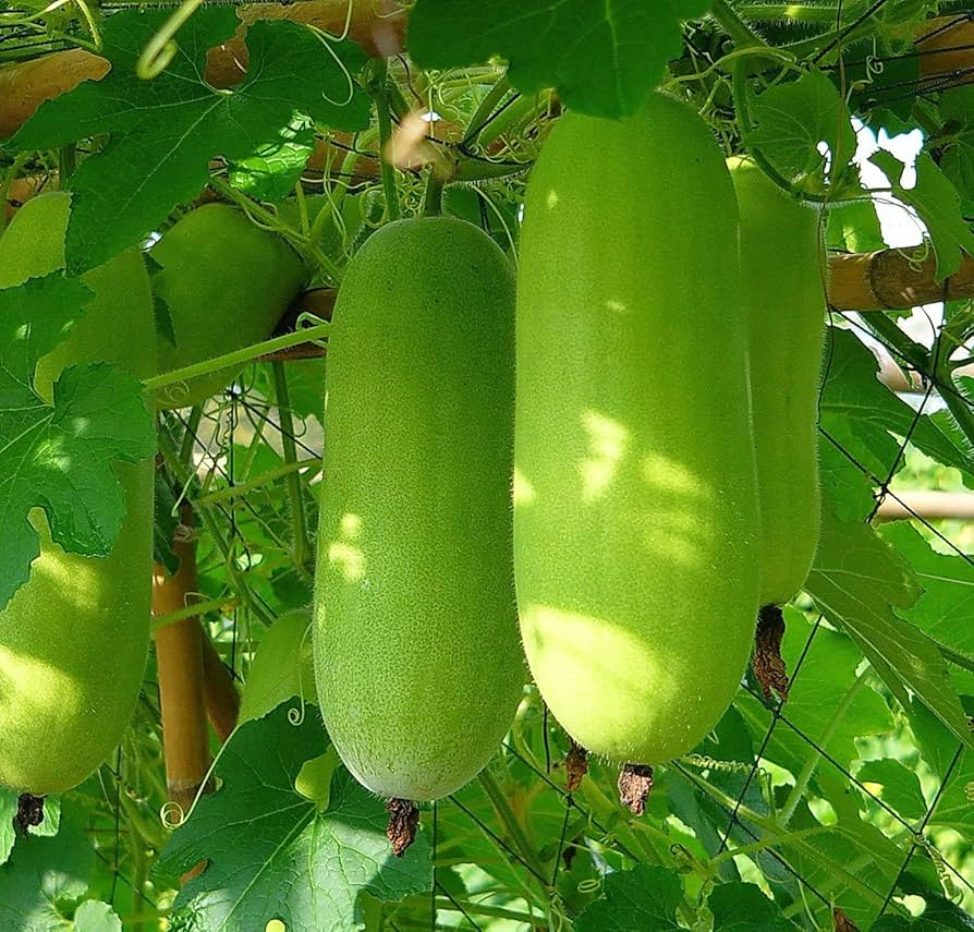 10 Seeds Wax Gourd Wintermelon Benincasa hispida Non-GMO Heirloom Edible Vegetable for Garden Planting