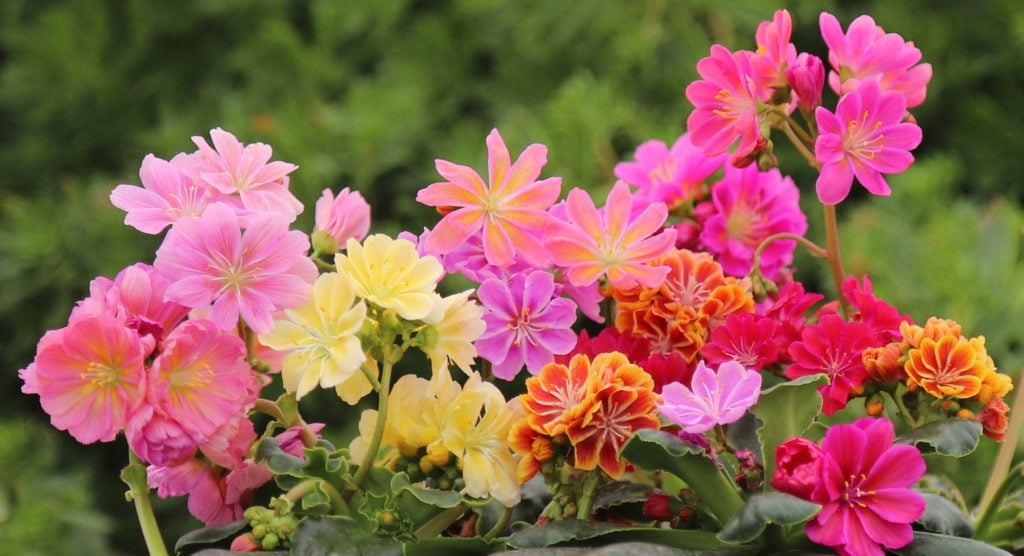 Live Starter Plant Lewisia 'Rainbow Mix' Hardy Succulent with Colorful Blooms - Perennial, Rock Garden, Container Plant